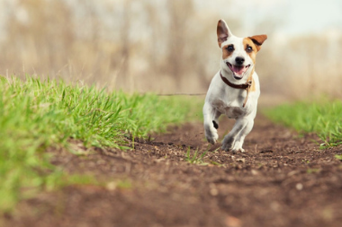 Flea and Worm Treatment For Your Dog Maven Vets in Sutton London