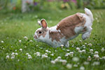 Pet Health for Life Plan for Rabbits