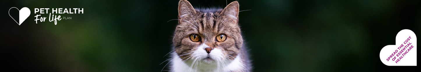 Cat Pet Health For Life Plan | Maven Vets | Sutton