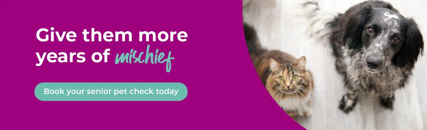 Vets in Sutton | Vets Near Me | Maven Vets