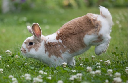 Rabbit Microchipping