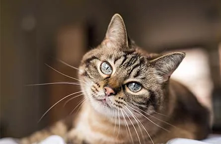 Cat Dental Care In Sutton