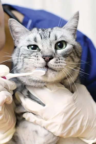 Cat Dental Care Sutton
