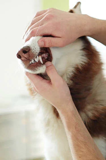 Dog Dental Care Sutton
