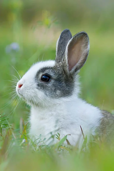 Rabbit Dental Care in Sutton
