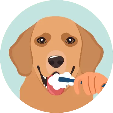 Sutton dog dental care brushing teeth