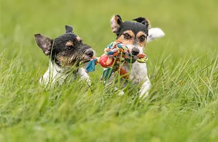 Dog Dental Care in Sutton