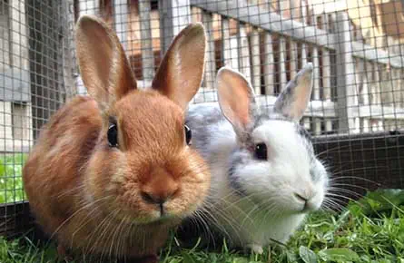 Rabbit Dental Care in Sutton