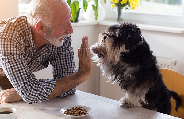 lungworm tablets for dogs pets at home