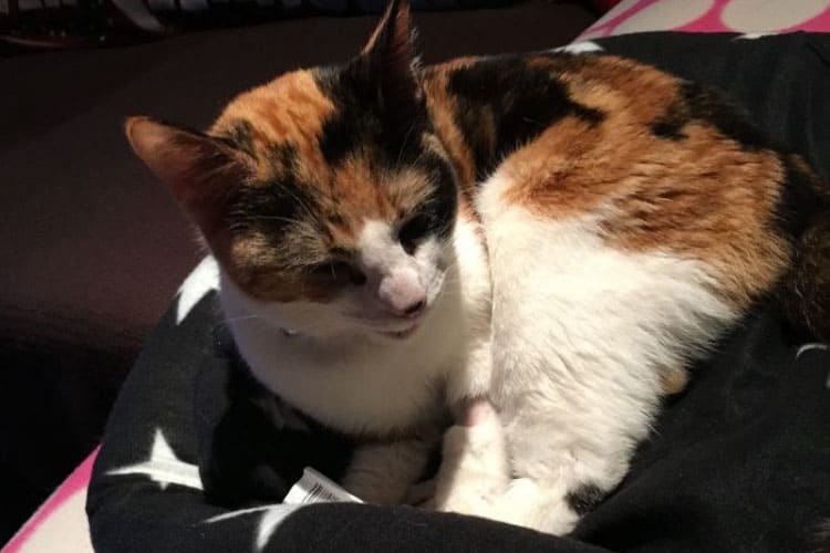 January 2016: Pepper Ross