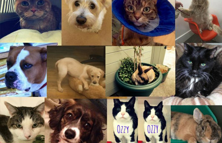 Vote for pet of the year 2017