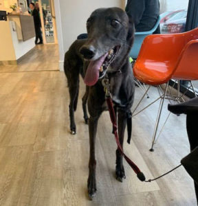 dog-molly-pet-of-the-month