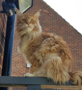 Rudy sat outside