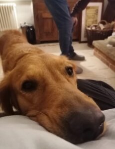 Margot resting head on owners lap