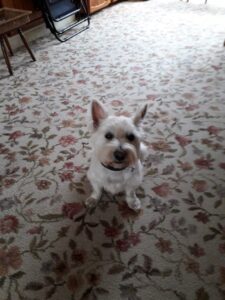 hamish-mayes