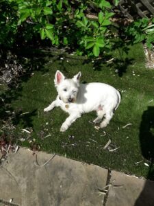 hamish