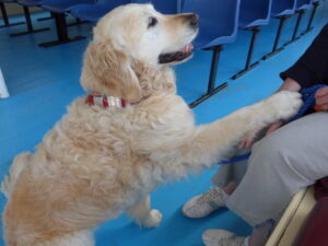 Cassie Chambers - Paw up on owners lap