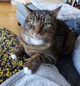 Arnie sat with feet up on owners leg