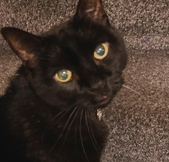 mojo-the-cat-maven-vets