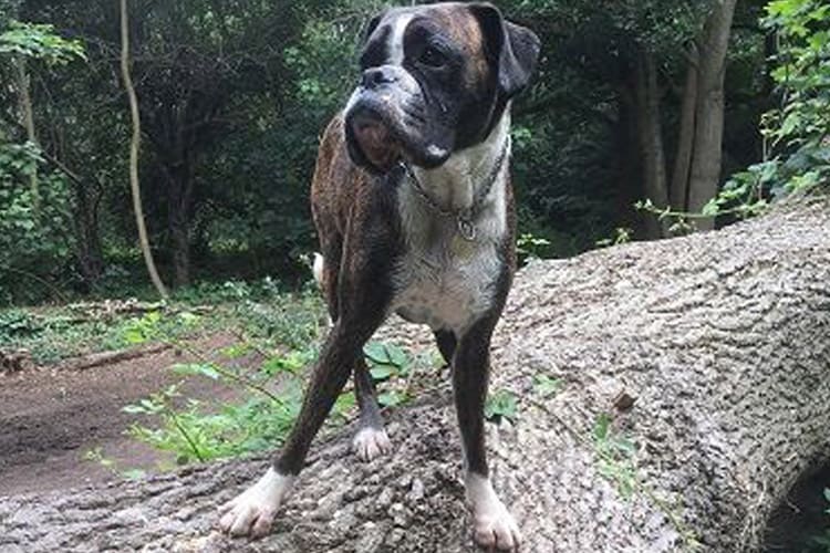 Pet Dog enjoy walk in the woods