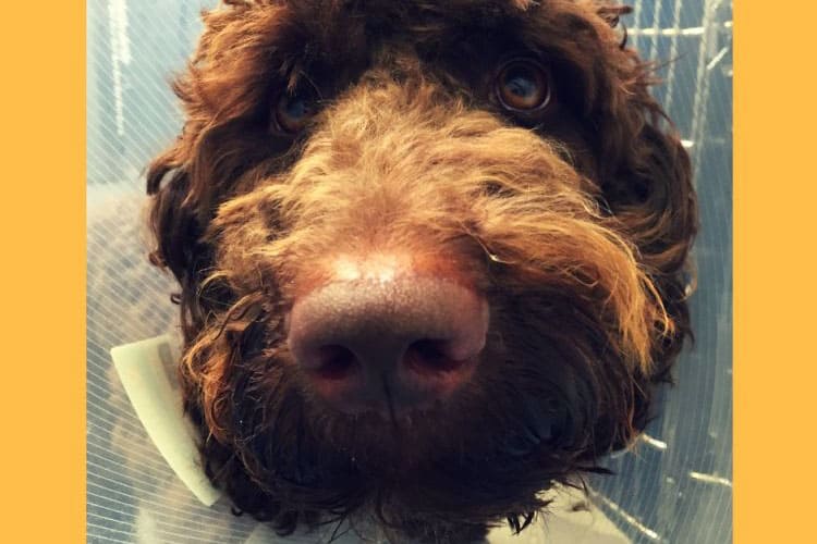 close up of dogs face