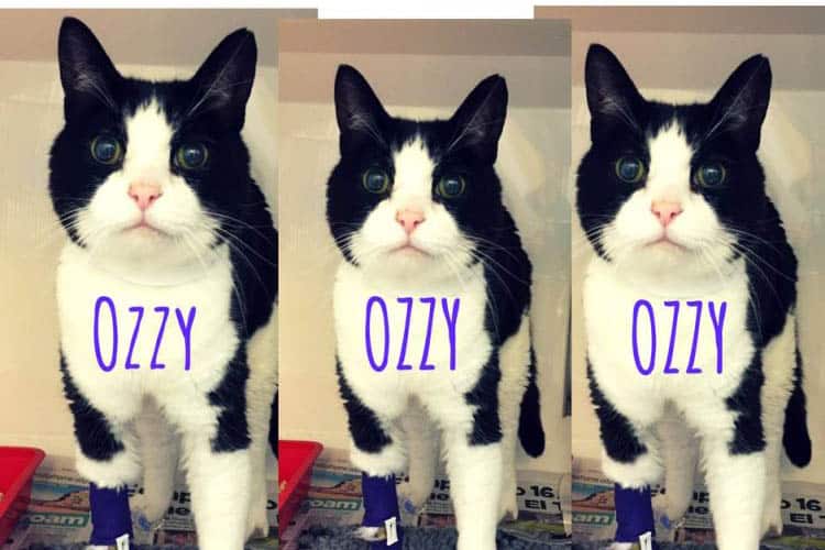 black and white cat ozzy