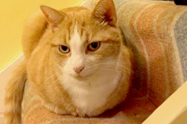 Pet Cat sat on stairs