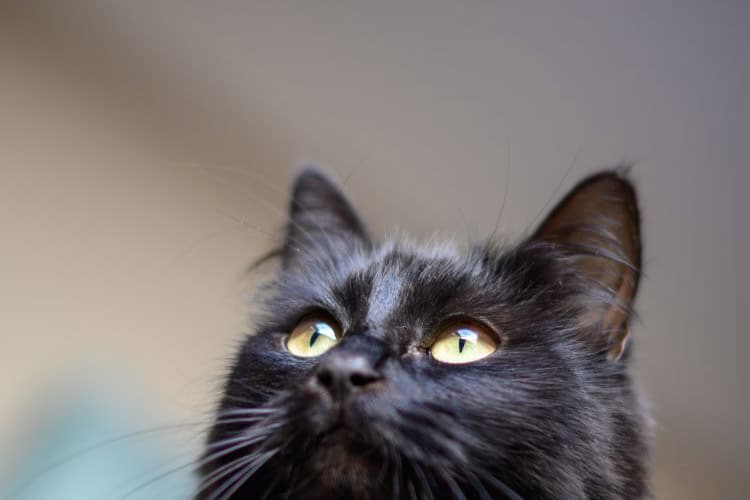 Pet Cat