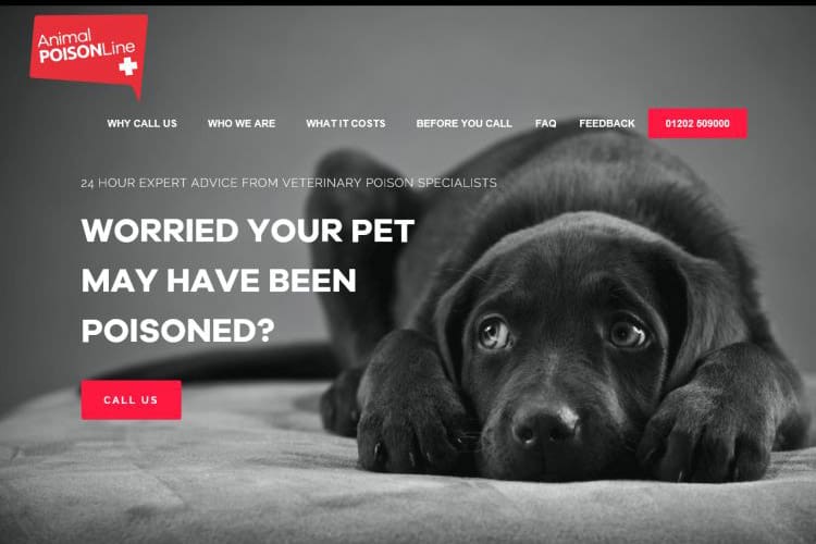 Emergency out of hours vets in Surrey