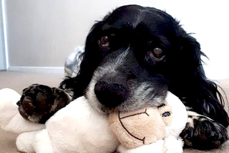 Pet Dog with toy