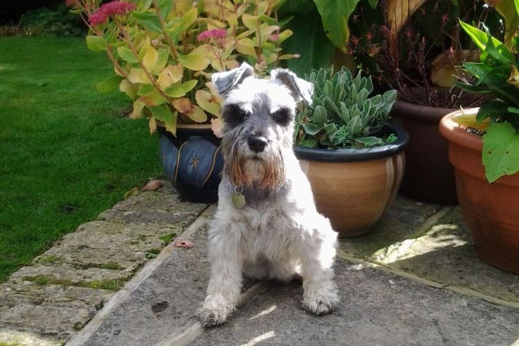 Pet Dog with plant pots