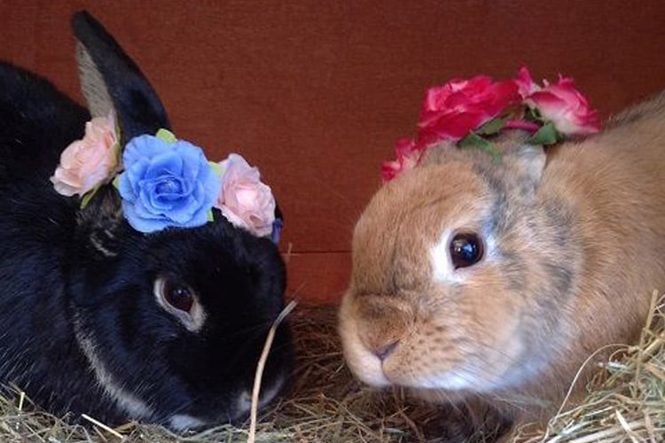 Pet Rabbit wearing flower crowns