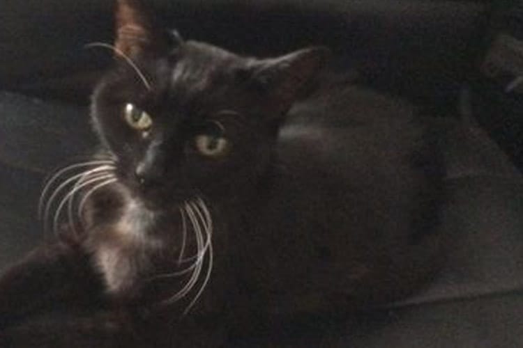 Pet Cat
