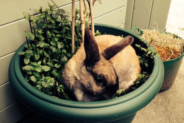 Pet Rabbit in plant pot