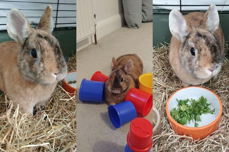 Pet Rabbit