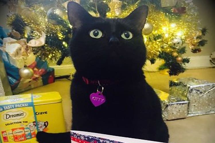 Pet Cat with dreamies christmas present