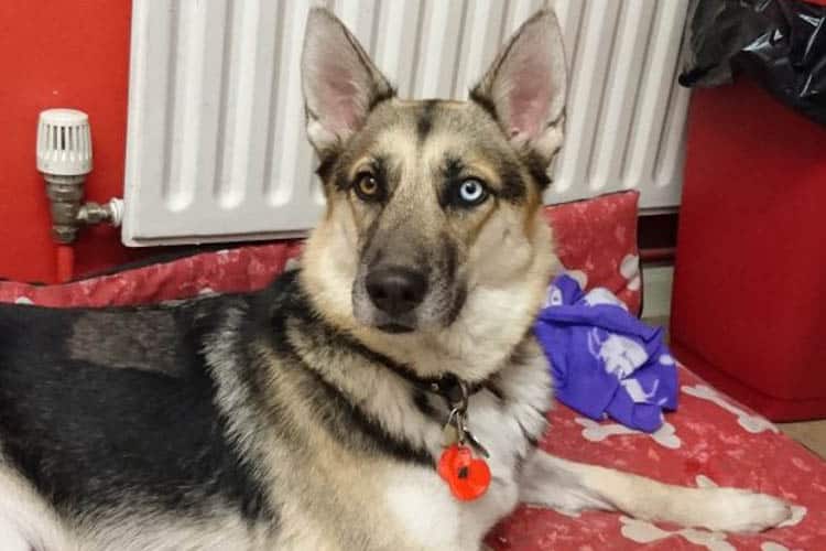 Pet Dog sat on dog bed
