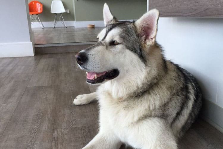 Dog