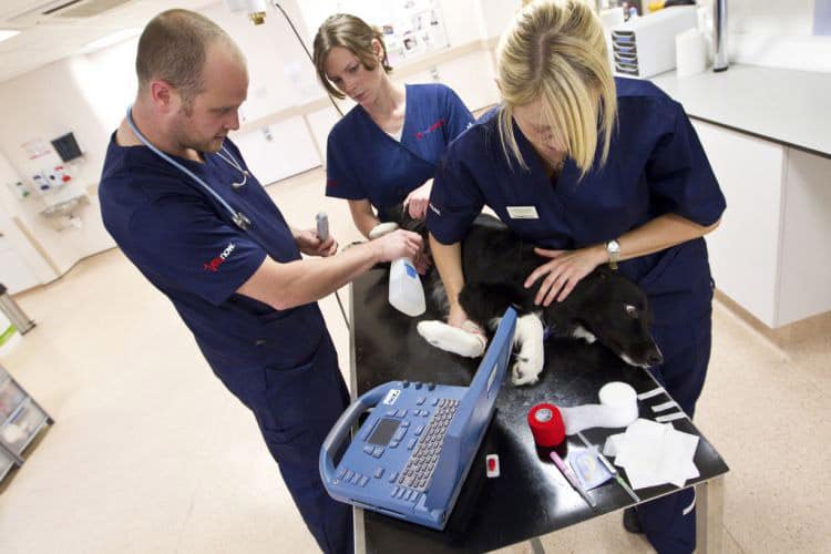 Emergency out of hours vets in Surrey