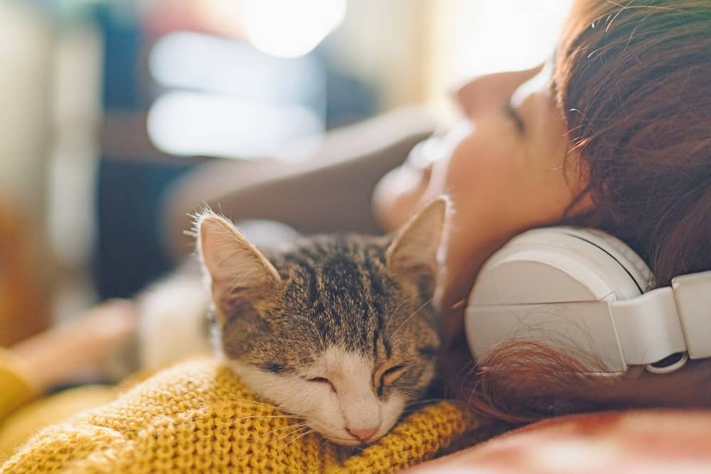 pet cat sleeping