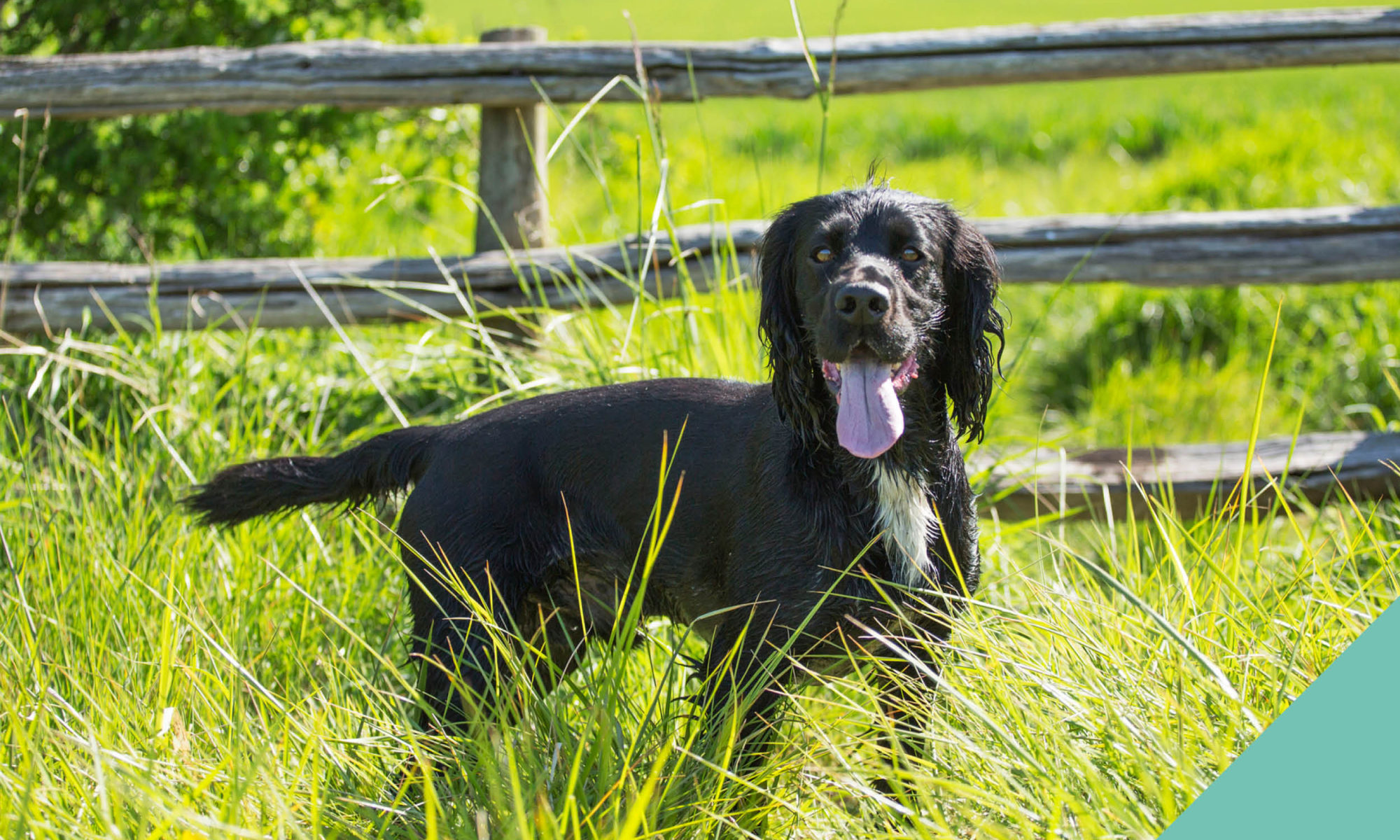 Dog in field