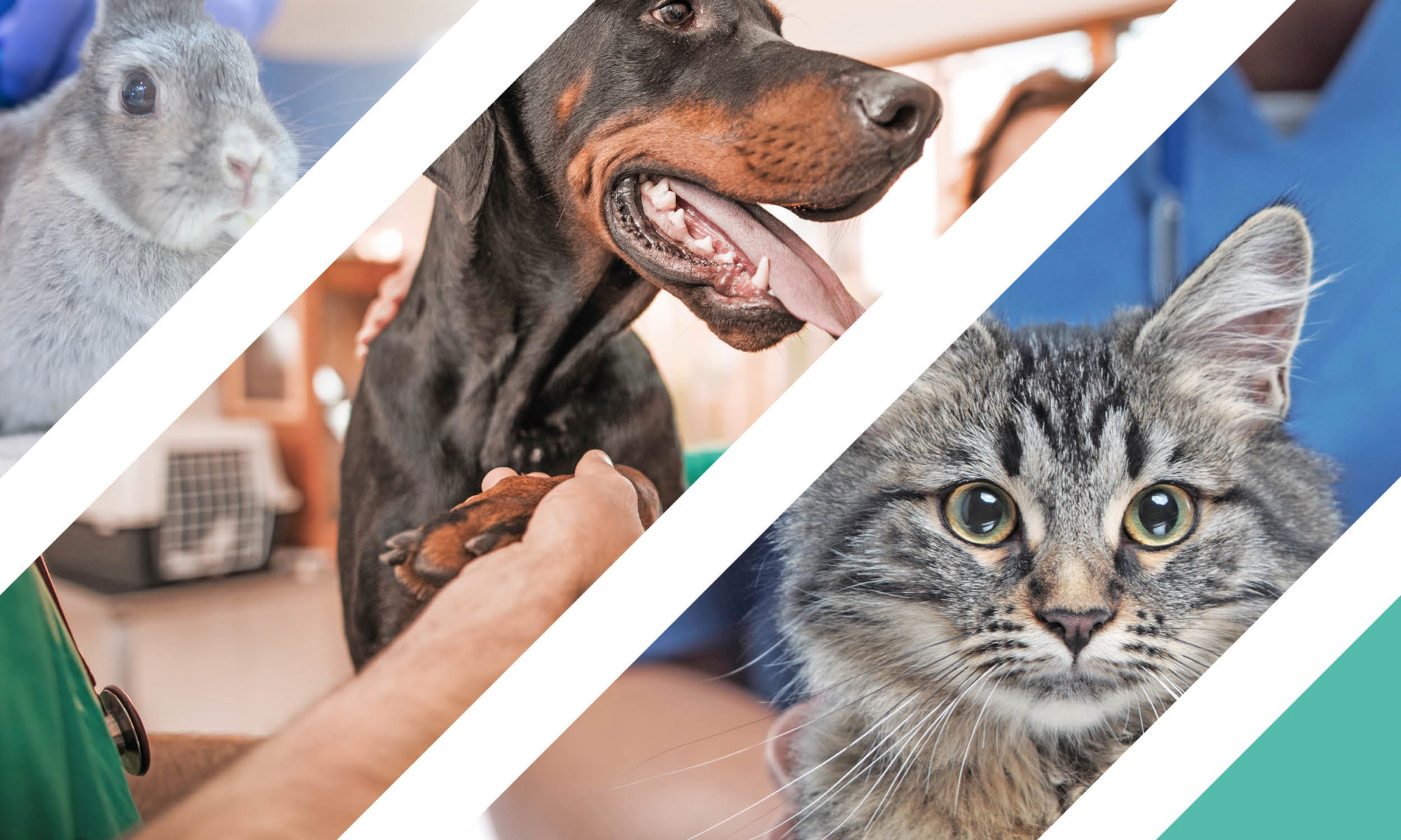 Emergency out of hours vets in Surrey