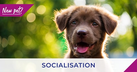brown puppy with word socialisation