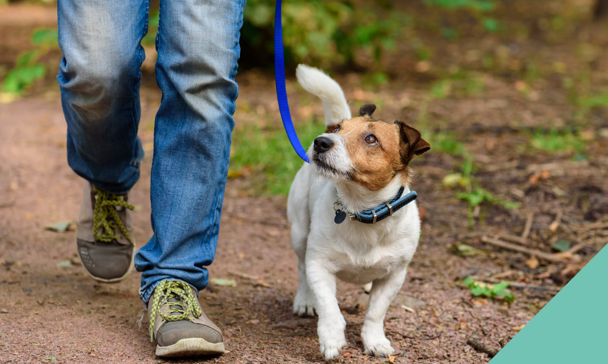 dog walk