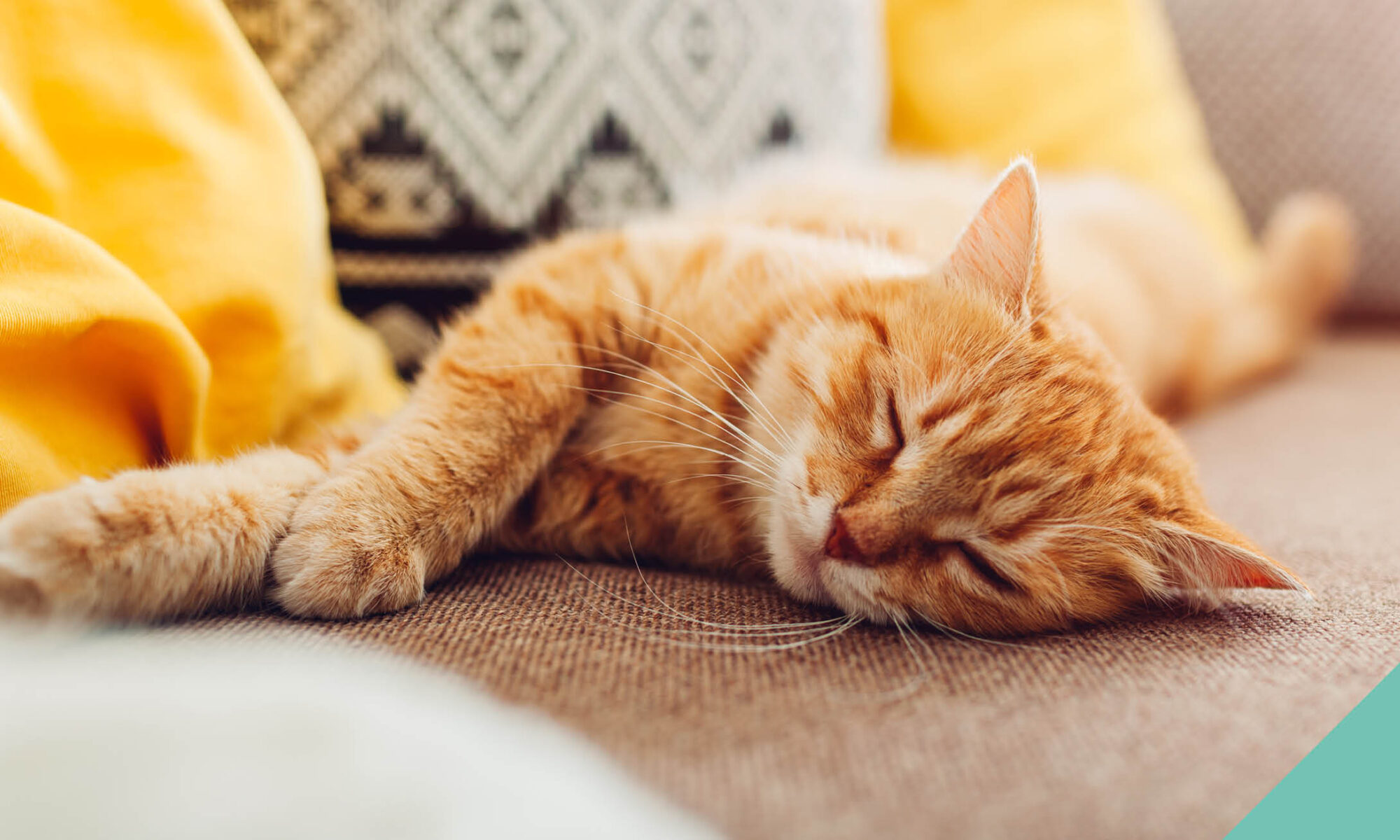 Pet Cat sleeping