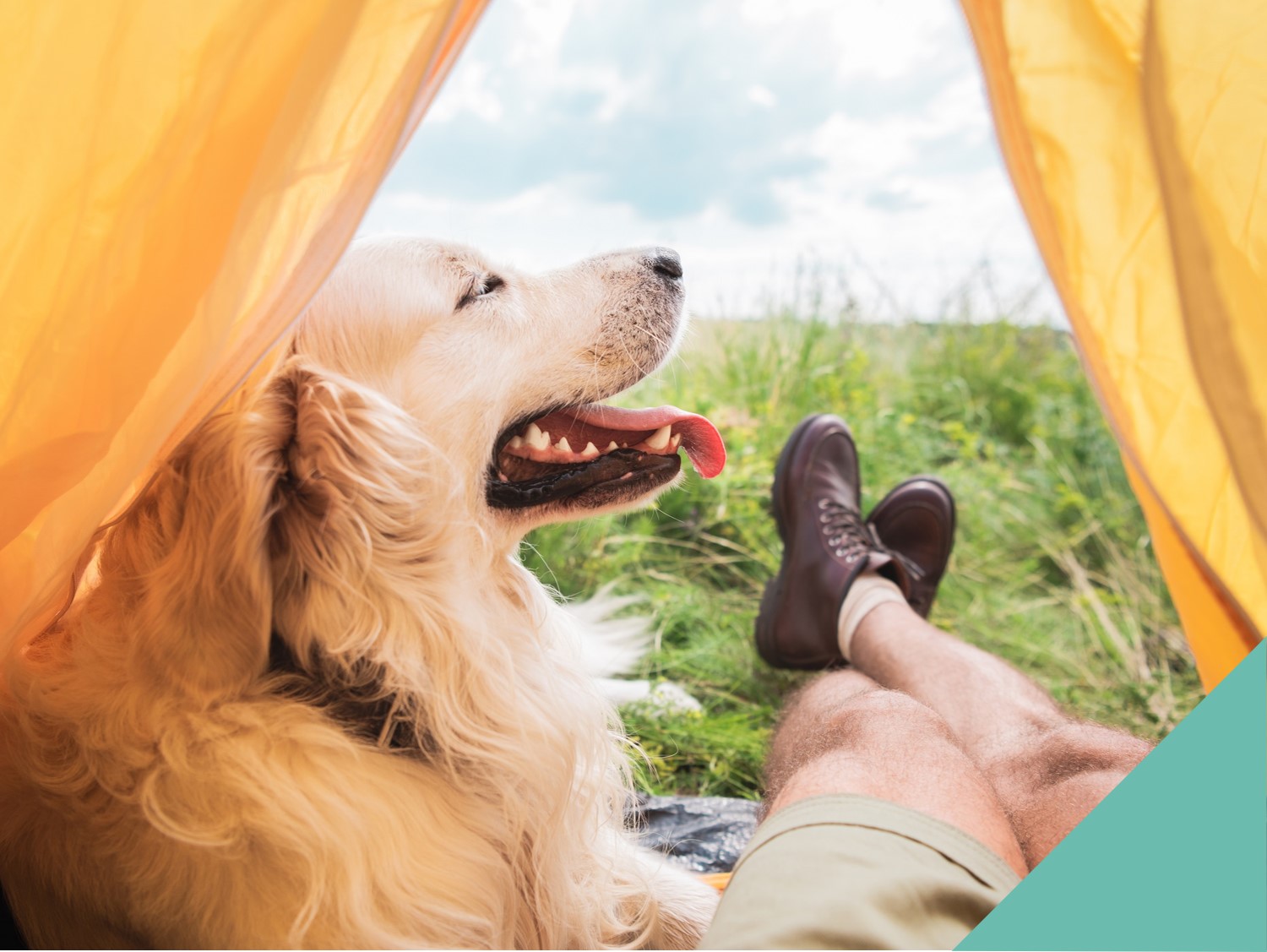 Pet Dog sat with owner