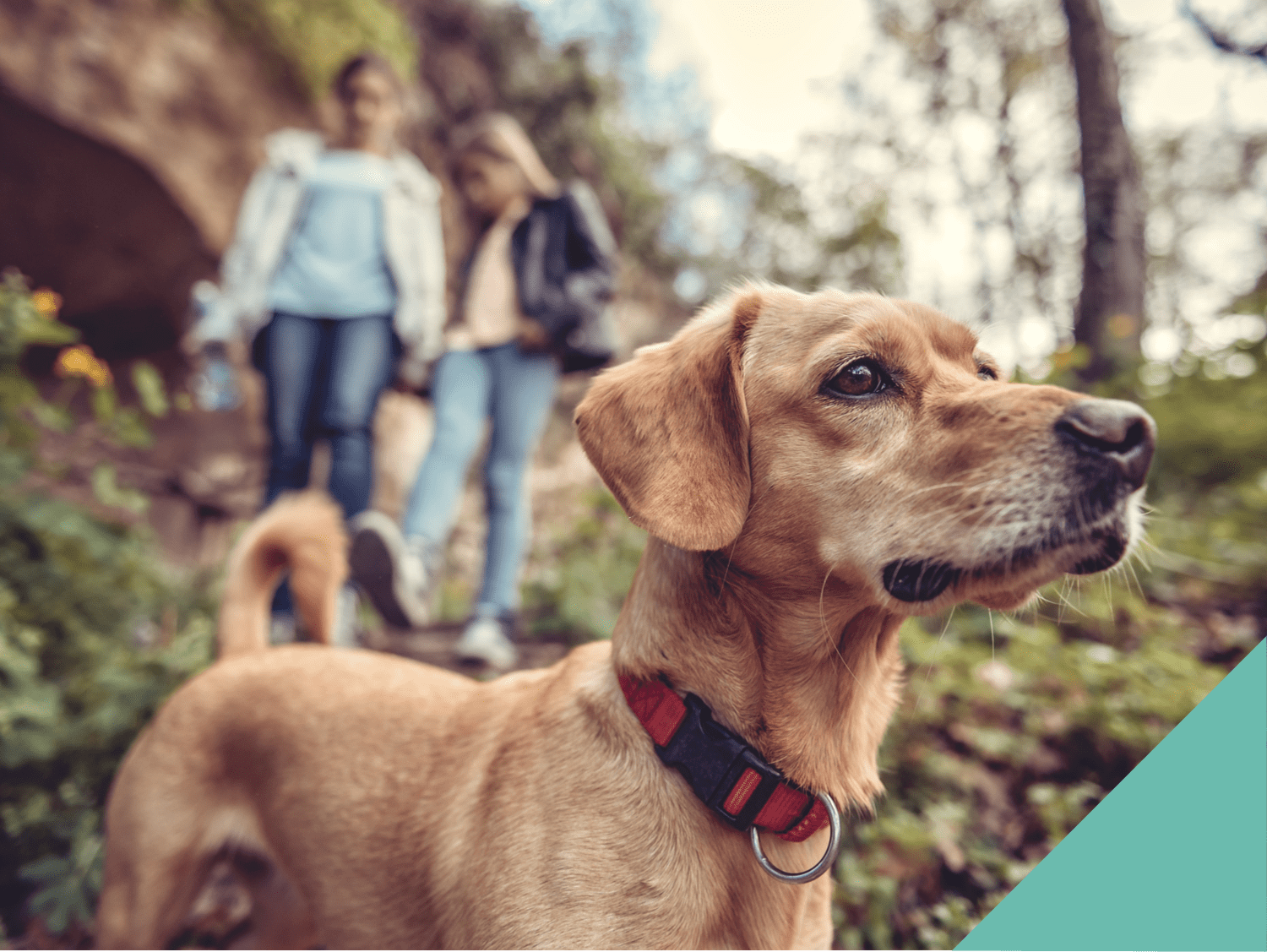 Dog on a walk in woods