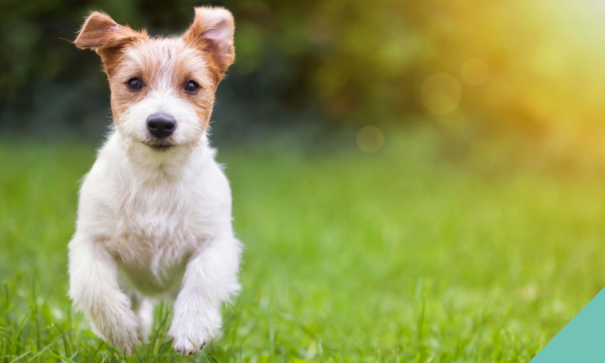 Dog Neutering