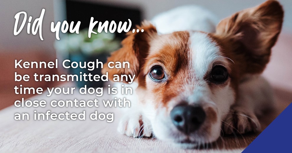 dog with text information about kennel cough