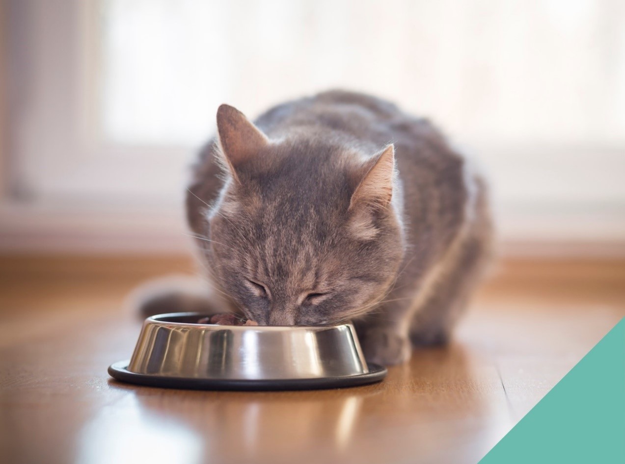 cat eating food